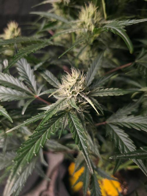 Pure Michigan Auto. Week 8 - Sidebud