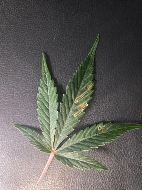 Pure Michigan Auto. Week 8 - Minierfliege