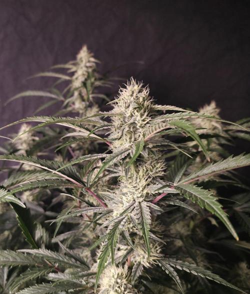 Pure Michigan Auto. Week 8 - Tag 55