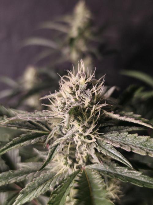 Pure Michigan auto. Week 8