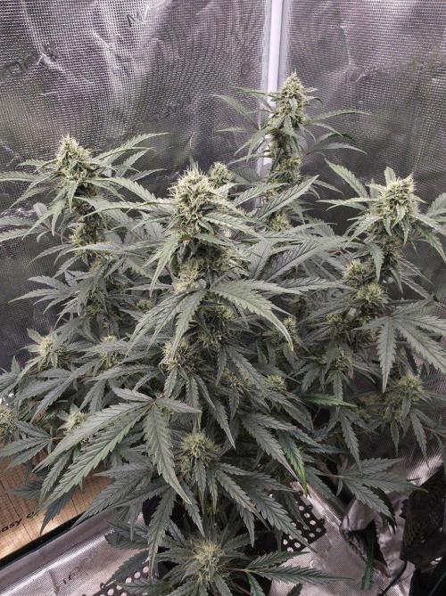 Pure Michigan Auto. Week 9 - Tag 57