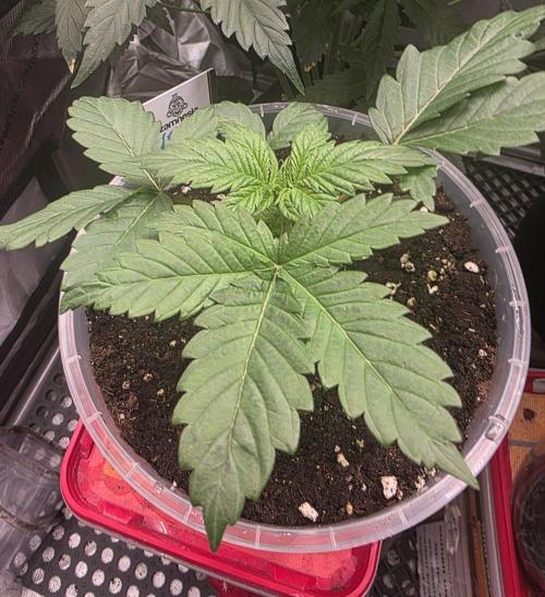 Next of KIN - Super Strains. Week 3 - Tag 21
