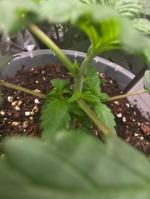 Next of KIN - Super Strains. Week 3 - Das "Blattpaar" mit nur einem Blatt am Stängelansatz