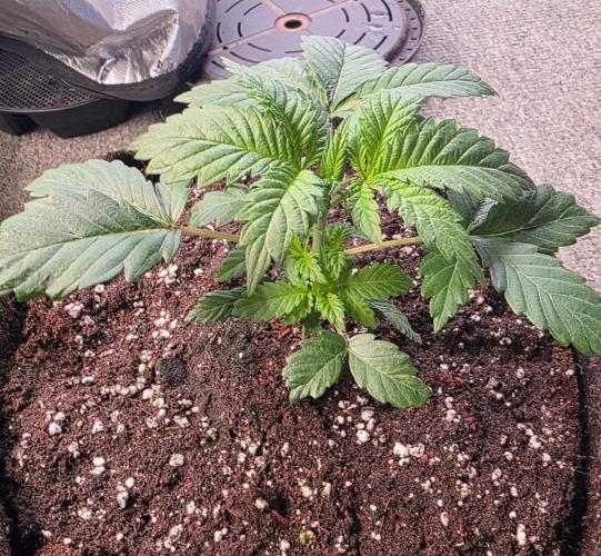 Next of KIN - Super Strains. Week 4 - Tag 23