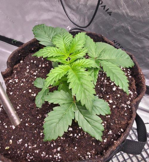 Next of Kin. Week 4