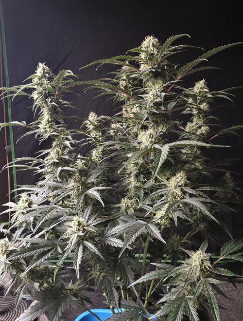 Pure Michigan Auto. Week 9 - Tag 59