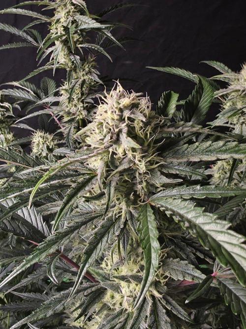 Pure Michigan Auto. Week 9 - Tag 59