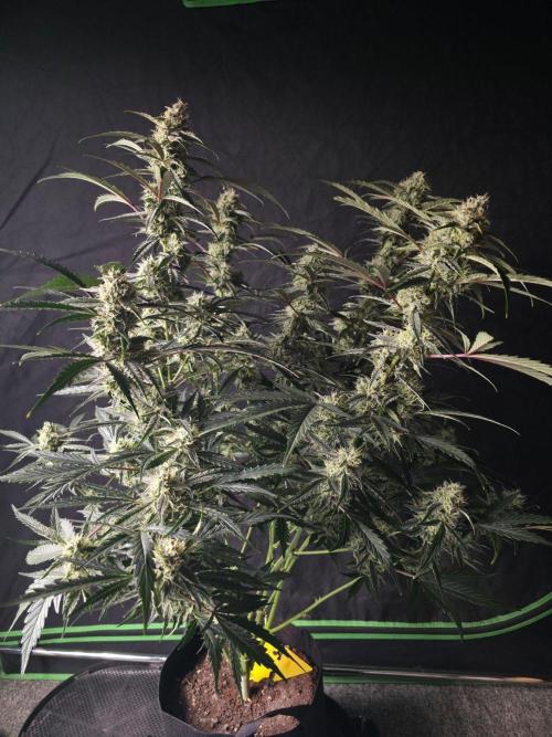 Pure Michigan Auto. Week 9 - Tag 61
