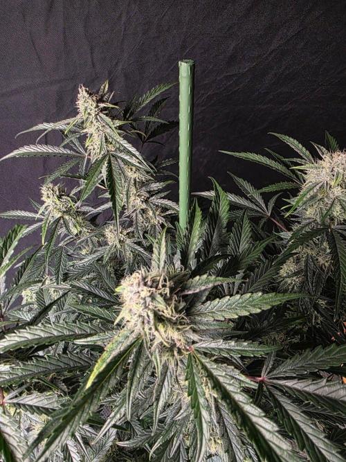 Pure Michigan Auto. Week 9 - Pflanzstab
