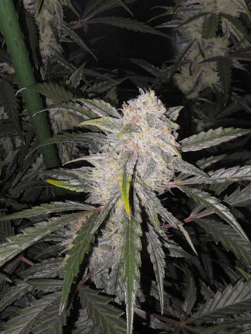 Pure Michigan Auto. Week 9 - Tag 61