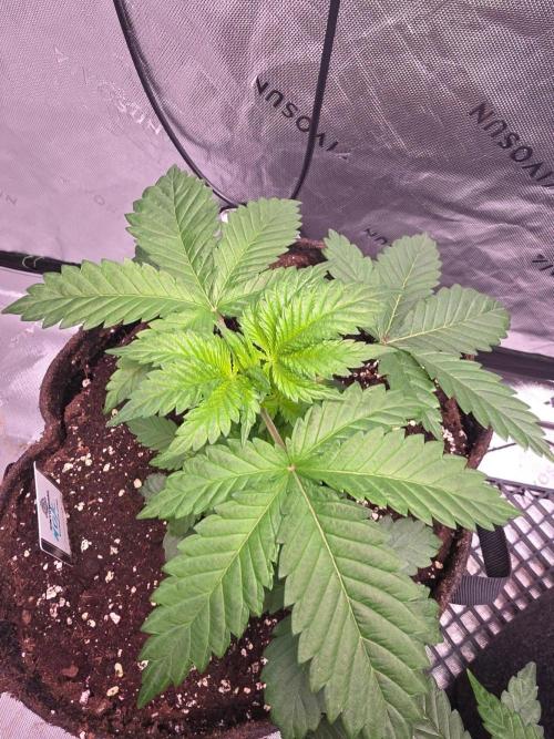 Next of KIN - Super Strains. Week 4 - Tag 26