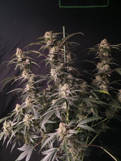 Pure Michigan Auto. Week 9 - Tag 63
