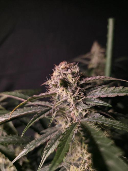 Pure Michigan Auto. Week 9 - Tag 63