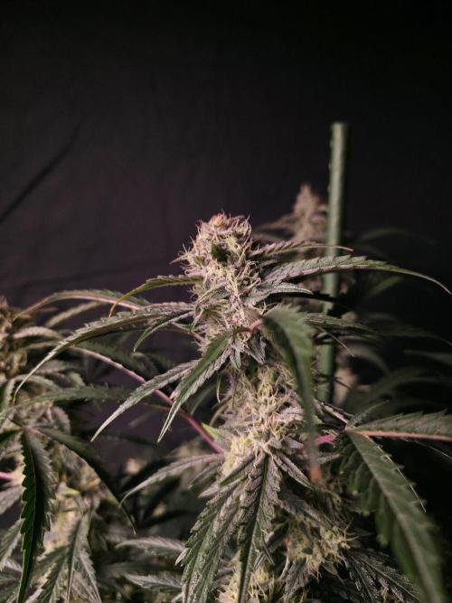 Pure Michigan Auto. Week 9 - Tag 63