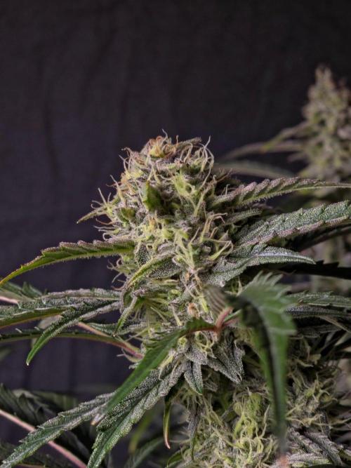 Pure Michigan Auto. Week 9 - Tag 63