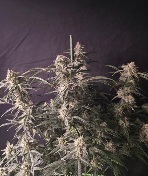 Pure Michigan Auto. Week 10 - Tag 65