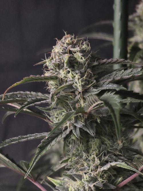Pure Michigan Auto. Week 10 - Tag 65