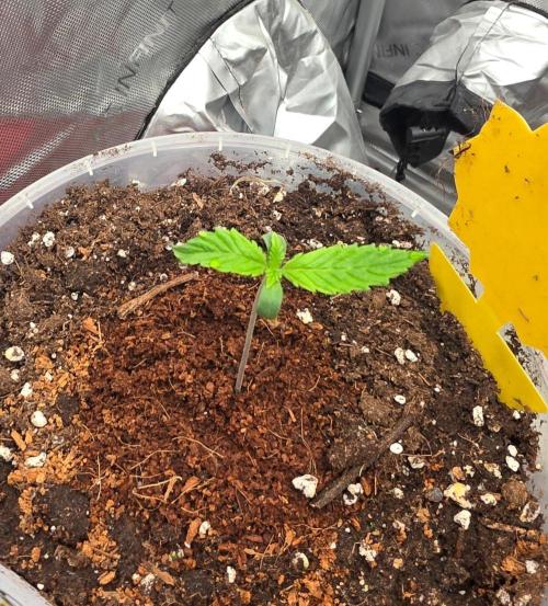 Ken´s Original Grand Daddy Purp (fem.). Week 1 - Tag 6