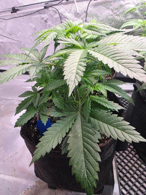 Next of KIN - Super Strains. Week 5 - Tag 33