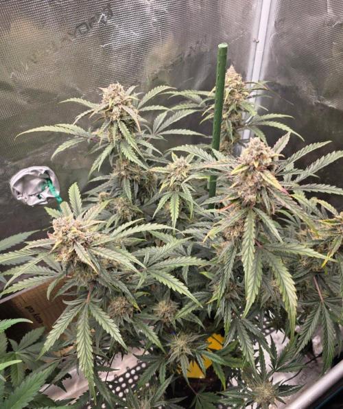 Pure Michigan Auto. Week 10 - Tag 69