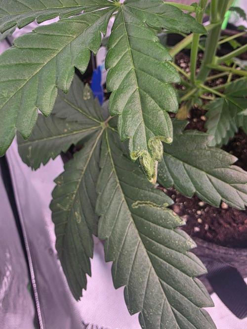 Next of KIN - Super Strains. Week 5 - Tag 35 - Minierfliegengänge