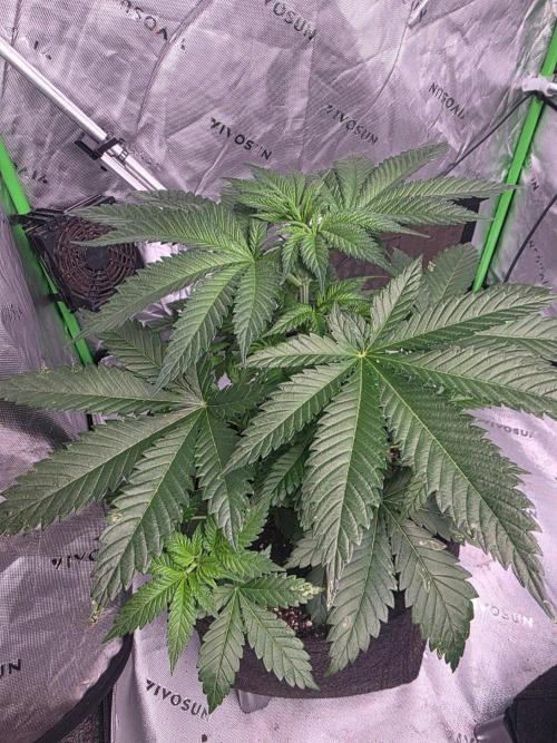 Next of KIN - Super Strains. Week 5 - Tag 35