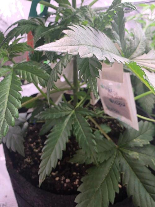 Next of KIN - Super Strains. Week 5 - 3 Arten Raubmilben und zwei Mal Florfliegenlarven