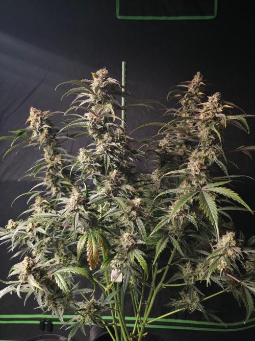 Pure Michigan Auto. Week 11 - Tag 70