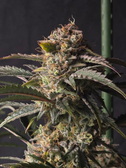 Pure Michigan Auto. Week 11 - Tag 70