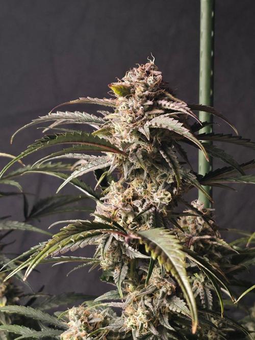 Pure Michigan Auto. Week 11 - Tag 70