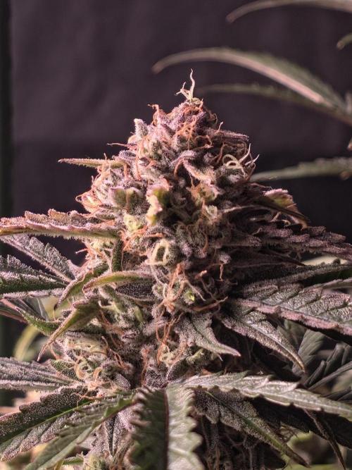 Pure Michigan Auto. Week 11 - Tag 70