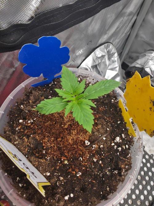 Ken´s Original Grand Daddy Purp (fem.). Week 2 - Tag 10