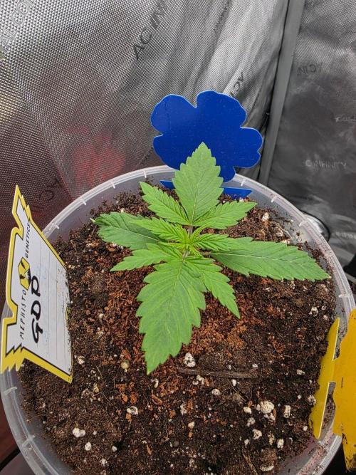 Ken´s Original Grand Daddy Purp (fem.). Week 2 - Tag 12