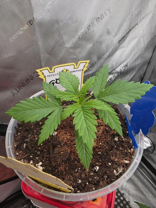 Ken´s Original Grand Daddy Purp (fem.). Week 2 - Tag 13
