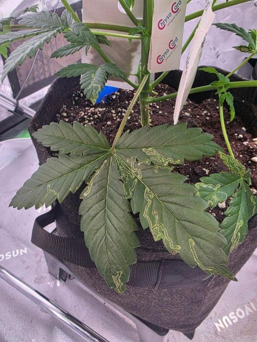 Next of KIN - Super Strains. Week 6