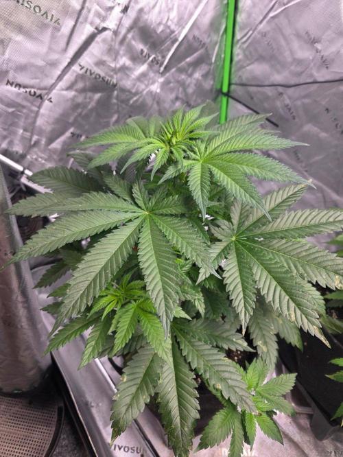 Next of KIN - Super Strains. Week 6 - Tag 38