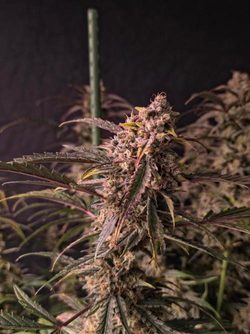 Pure Michigan Auto. Week 11 - Tag 73