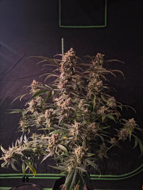 Pure Michigan Auto. Week 11 - Tag 73