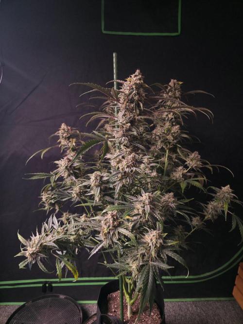 Pure Michigan Auto. Week 11 - Tag 73