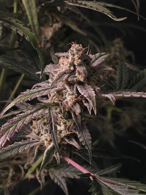 Pure Michigan Auto. Week 11 - Tag 73