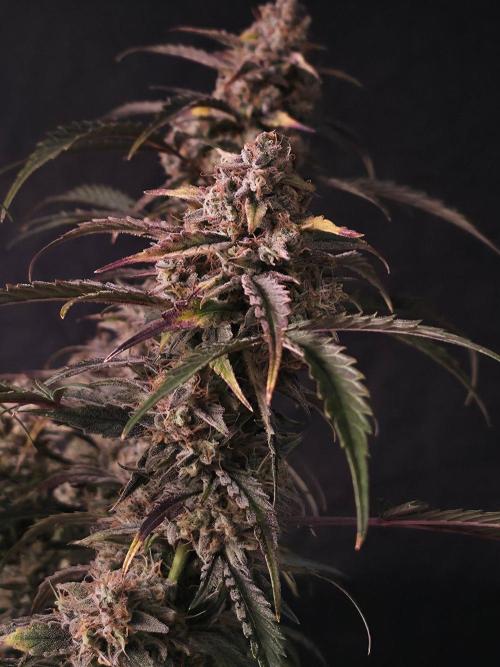 Pure Michigan Auto. Week 11 - Tag 73