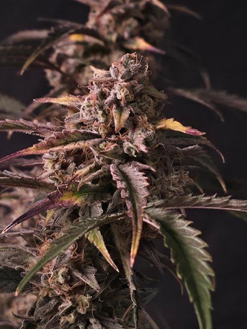 Pure Michigan Auto. Week 11 - Tag 73