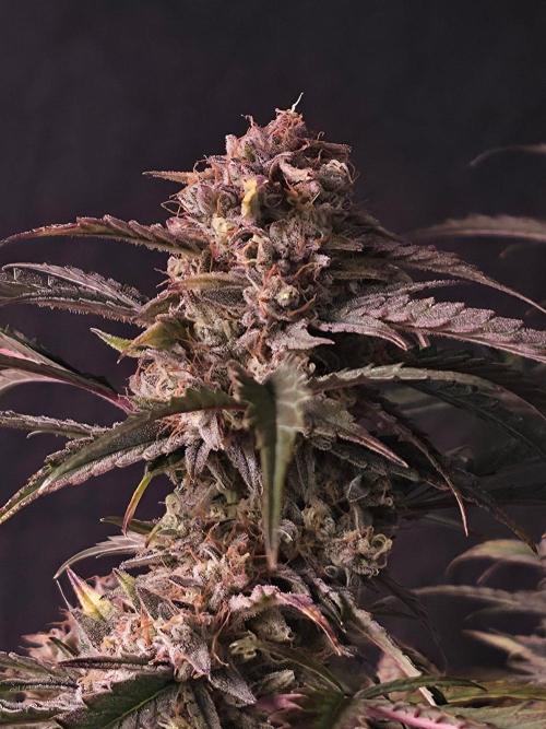 Pure Michigan Auto. Week 11 - Tag 73