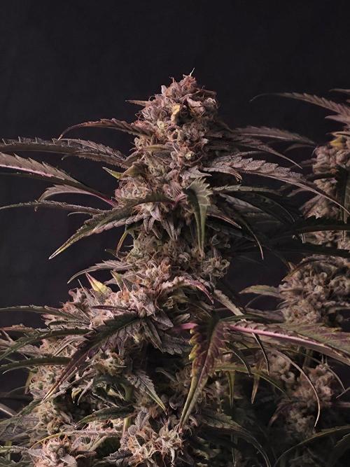 Pure Michigan Auto. Week 11 - Tag 73