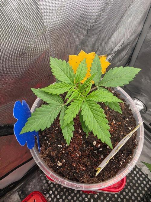Ken's Grand Daddy Regular. Week 2