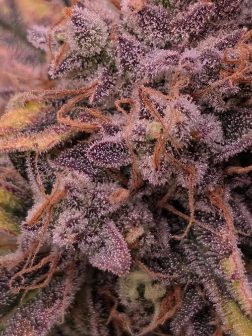 Pure Michigan Auto. Week 11 - Tag 76