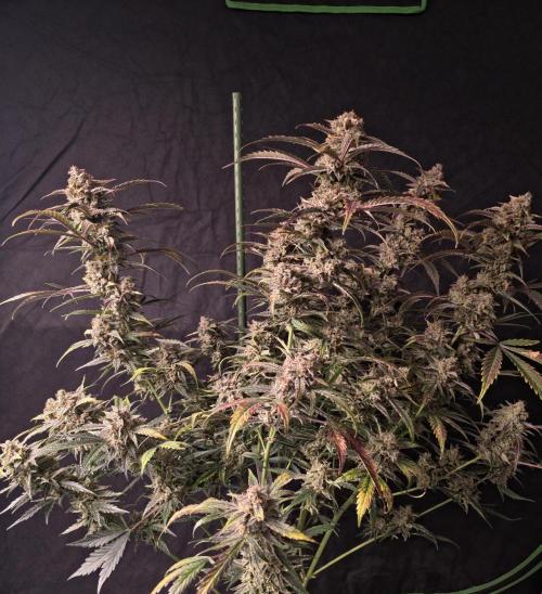 Pure Michigan Auto. Week 11 - Tag 77