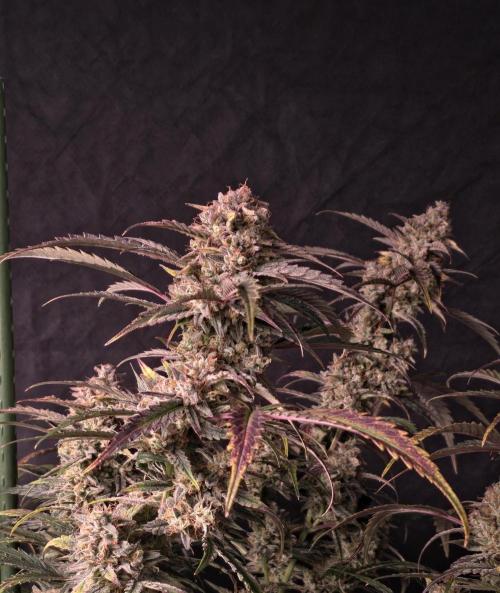 Pure Michigan Auto. Week 11 - Tag 77