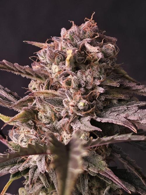 Pure Michigan Auto. Week 11 - Tag 77