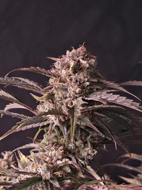 Pure Michigan Auto. Week 11 - Tag 77